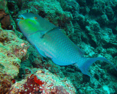 Chlorurus strongylocephalus