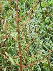Coprosma ×cunninghamii