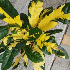 Codiaeum variegatum pictum