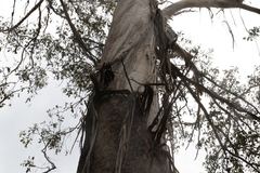 Eucalyptus moluccana