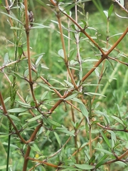 Coprosma ×cunninghamii
