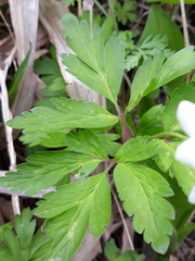Anemonoides amurensis