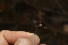Eucalyptus moluccana