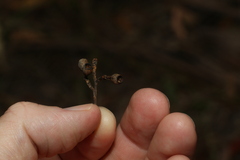 Eucalyptus moluccana