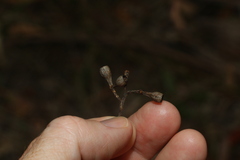 Eucalyptus moluccana