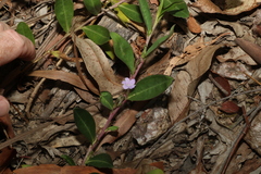 Eremophila debilis