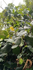 Dillenia suffruticosa