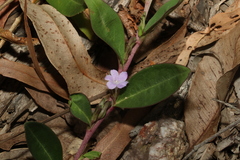 Eremophila debilis