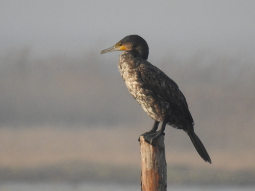 Great Cormorant