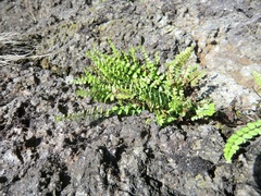 Asplenium adulterinum