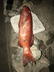 Plectropomus leopardus