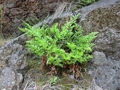 Asplenium cuneifolium