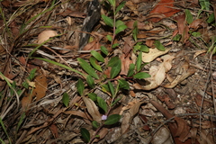 Eremophila debilis