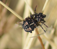 Codophila varia