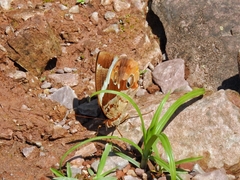 Thauria lathyi