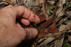 Phyllanthus virgatus