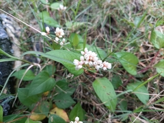 Persicaria chinensis