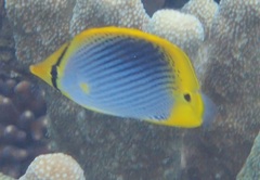Chaetodon ocellicaudus