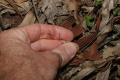 Phyllanthus virgatus