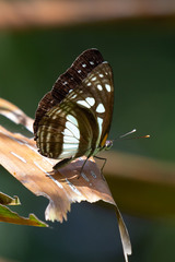 Phaedyma shepherdi