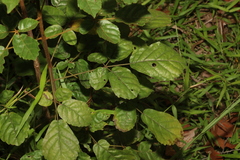 Handroanthus chrysotrichus