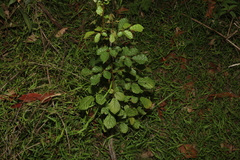 Handroanthus chrysotrichus