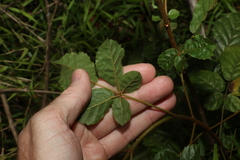 Handroanthus chrysotrichus