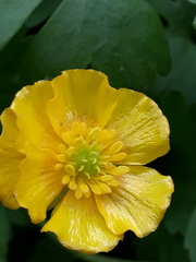 Ranunculus franchetii