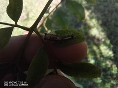 Lymantriinae