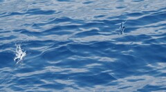 Exocoetidae