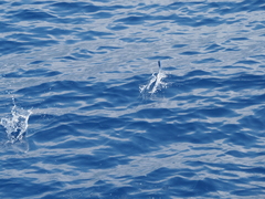 Exocoetidae
