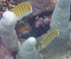 Chaetodon punctatofasciatus