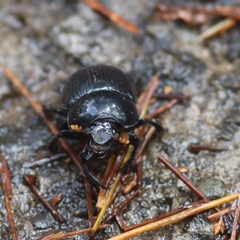 Phelotrupes formosanus