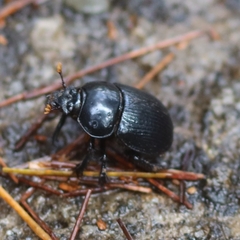 Phelotrupes formosanus