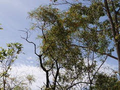 Persoonia longifolia