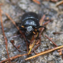 Phelotrupes formosanus