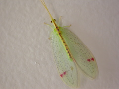 Norfolius howensis
