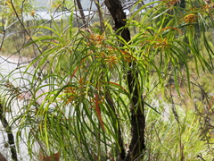 Persoonia longifolia
