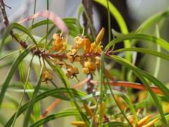 Persoonia longifolia