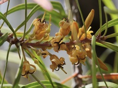 Persoonia longifolia