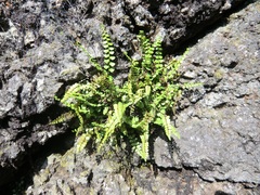 Asplenium adulterinum
