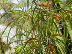 Persoonia longifolia