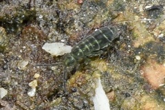 Isotomurus