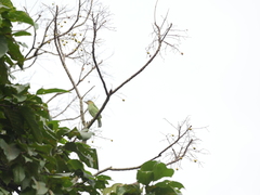 Psilopogon faiostrictus