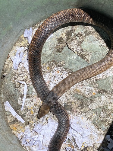 Eastern Brown Snake sighting