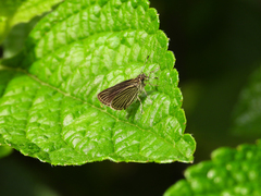 Vehilius stictomenes