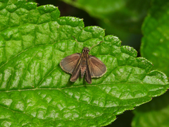 Vehilius stictomenes