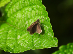 Vehilius stictomenes