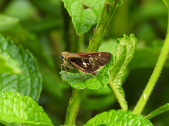 Nyctelius nyctelius