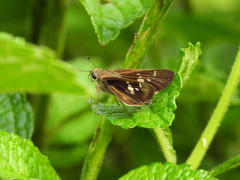 Nyctelius nyctelius